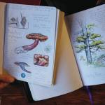 Kim McNett shows a few pages from some of her nature journals on Jan. 7, 2020, at her Homer, Alaska, home. (Photo by Michael Armstrong/Homer News)