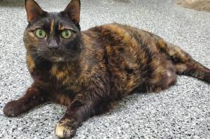 Pet of the Week: Sabrina