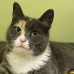 Pet of the Week: Tigerlily