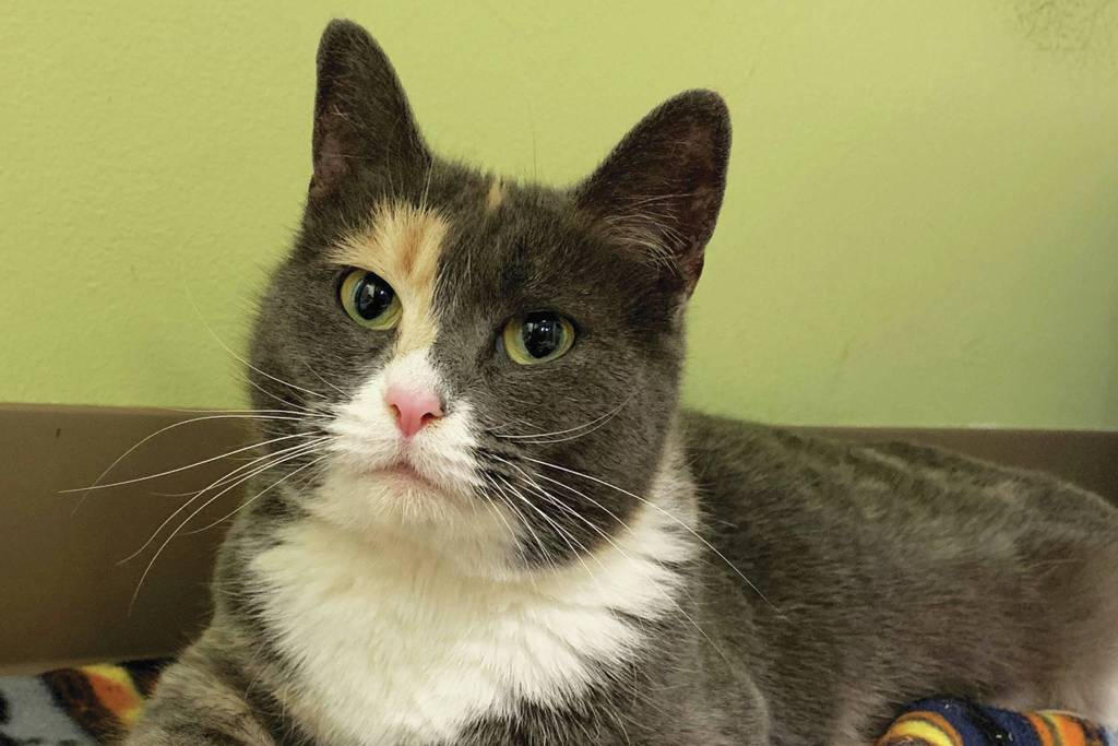 Pet of the Week: Tigerlily
