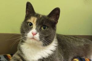 Pet of the Week: Tigerlily