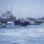Ice chokes the Homer Harbor on Jan. 9, 2020, in Homer, Alaska. Though there were some open leads in the harbor, ice floes clogged the harbor entrance. (Photo by Michael Armstrong/Homer News)