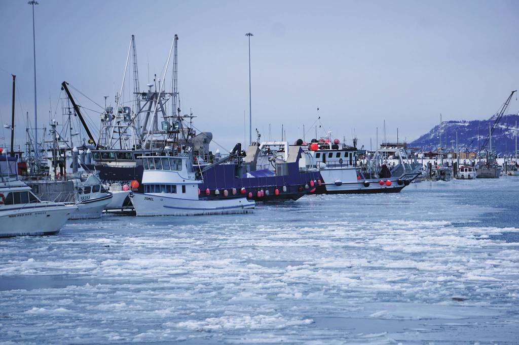 Ice chokes the Homer Harbor on Jan. 9, 2020, in Homer, Alaska. Though there were some open leads in the harbor, ice floes clogged the harbor entrance. (Photo by Michael Armstrong/Homer News)
