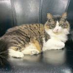 Pet of the Week: Franklin