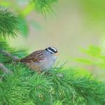 Photo by Jamie Lyons                                 This adult white-crowned sparrow successfully raised a brood and is now preparing for migration, but to where?