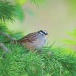 Refuge notebook: Wintering sparrows find their way to Kenai