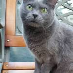 Pet of the Week: Bugz