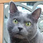 Pet of the Week: Bugz