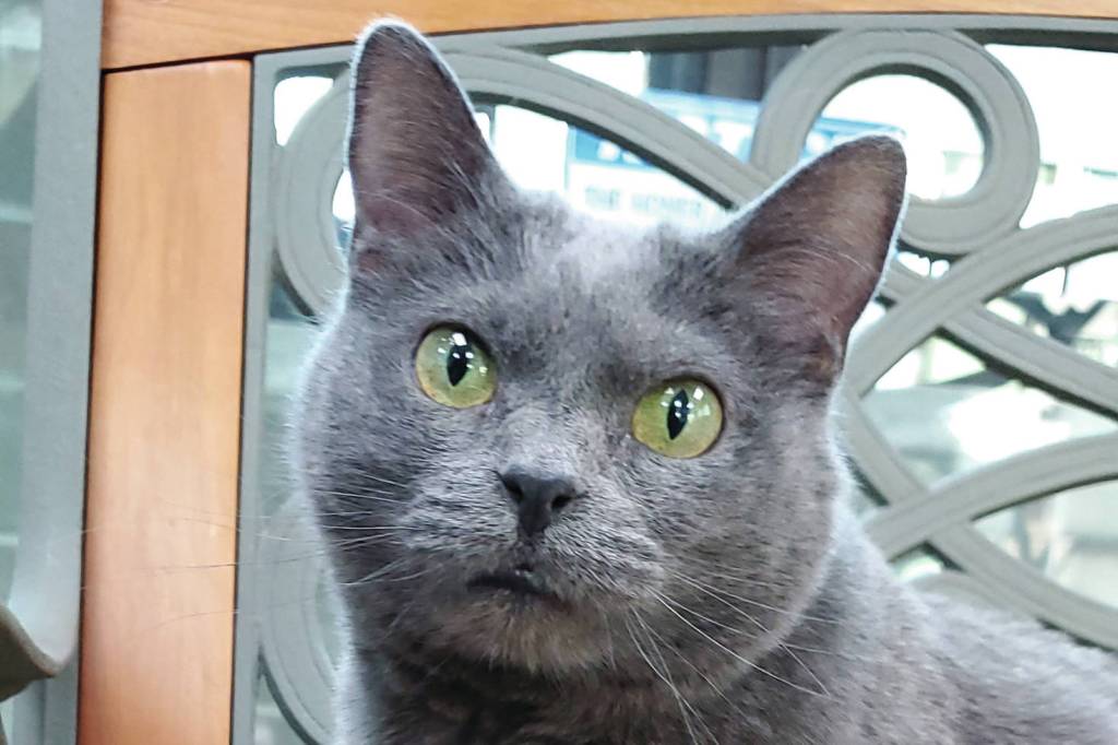 Pet of the Week: Bugz