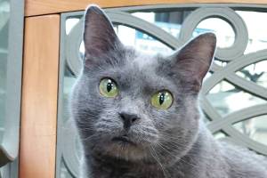 Pet of the Week: Bugz