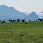 Center for Alaskan Coastal Studies becomes steward of Inspiration Ridge Preserve