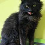 Pet of the Week: Obi