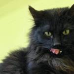 Pet of the Week: Obi