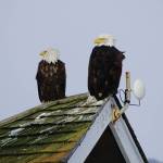 A pair of bald eagles sit on top of a house roof on Valentines Day, Feb. 14, 2020, on the Homer Spit in Homer, Alaska. (Photo by Michael Armstrong/Homer News)