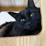 Pet of the Week: Pepper