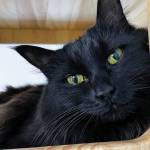 Pet of the Week: Pepper