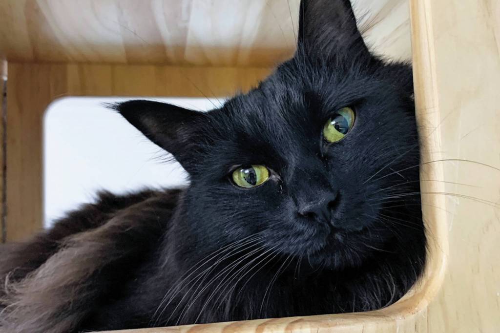 Pet of the Week: Pepper