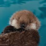 The Alaska SeaLife Centers newest addition, a male otter pup, is seen here in this undated photo. (Courtesy Alaska SeaLife Center)