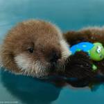 The Alaska Sea Life Centers newest otter pup can be seen here in this undated photo. (Courtesy Alaska SeaLife Center)