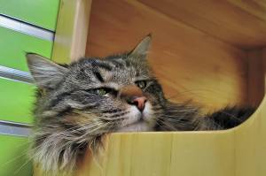 Pet of the Week: Tabby