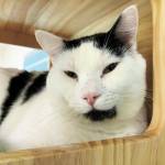 Pet of the Week: Quigley