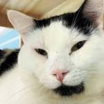 Pet of the Week: Quigley