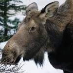 A moose feeds on a rose bush near the Homer News by Beluga Lake on Friday afternoon, March 6, 2020, in Homer, Alaska. (Photo by Michael Armstrong/Homer News)