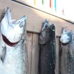 Homer News file photo                                 The top three fish of this years Winter King Salmon Tournament hang on a wall before a closing ceremony announcing the winners March 24, 2018 on the Spit in Homer.