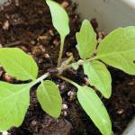 Kachemak Gardener: Will a pandemic inspire you to plant a vegetable garden?