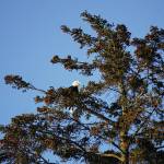 A bald eagle sits in a tree near a nest by the Lake Street stoplight on March 16, 2020 in Homer, Alaska. Another eagle sat near the nest in another tree. Since 2010, a pair of bald eagles has nested in the area near Beluga Slough south of the Lake Street and Sterling Highway intersection, building or rebuilding nests over the years. They have been using this nest since 2016. (Photo by Michael Armstrong/Homer News)