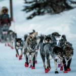 Norwegian musher wins Alaska’s Iditarod sled dog race