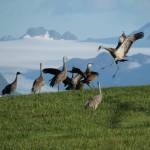 Sandhill cranes dance in this photo taken in August 2015 near Homer, Alaska. (Photo courtesy of Kachemak Crane Watch)