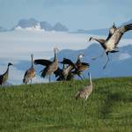 Refuge Notebook: Migration is not canceled