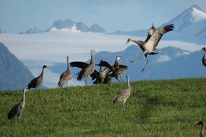 Refuge Notebook: Migration is not canceled