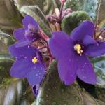 The Kachemak Gardener calls this African violet the Margaret Pate violet because she gave me the original plant from which several have been propagated and gifted. I think it may be my favorite if a favorite is possible. The flower blooms on March 29, 2020, at her Homer, Alaska, home. (Photo by Rosemary Fitzpatrick)