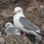 Photo by Ronan Dugan/USFWS                                 Kittiwakes build their sturdy nests on cliff sides, and they prefer to live in crowded neighborhoods for additional safety from predators.