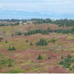 Kachemak soils are the dominant soils on the rolling hills in the Diamond Ridge area. (Photo courtesy Doug Van Patten)