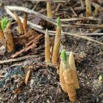 Promises, promises, the Kachemak Gardener writes of shoots and buds blooming on April 12, 2020, in her Homer, Alaska, garden. (Photo by Rosemary Fitzpatrick)
