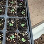 Promises, promises, the Kachemak Gardener writes of shoots and buds blooming on April 12, 2020, in her Homer, Alaska, garden. (Photo by Rosemary Fitzpatrick)