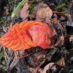 Promises, promises, the Kachemak Gardener writes of shoots and buds blooming on April 12, 2020, in her Homer, Alaska, garden. (Photo by Rosemary Fitzpatrick)