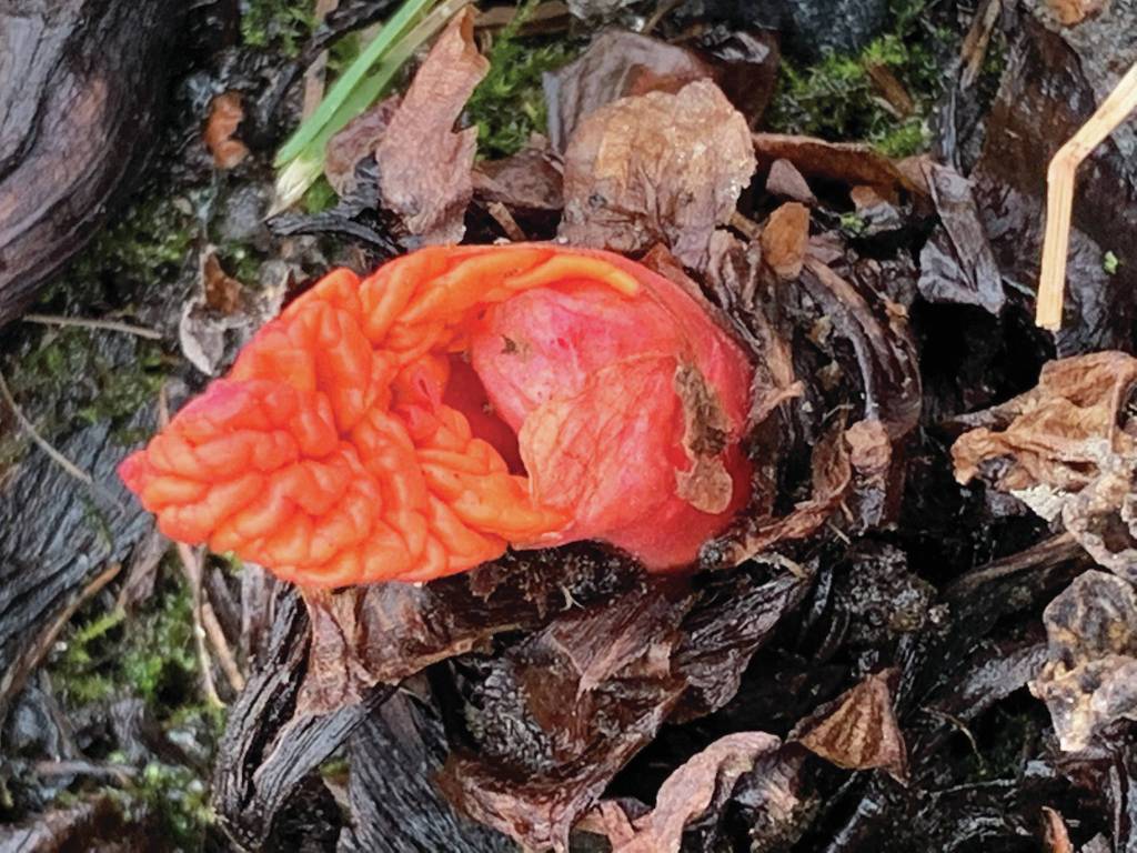 Promises, promises, the Kachemak Gardener writes of shoots and buds blooming on April 12, 2020, in her Homer, Alaska, garden. (Photo by Rosemary Fitzpatrick)
