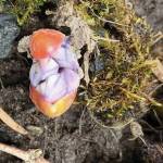 Promises, promises, the Kachemak Gardener writes of shoots and buds blooming on April 12, 2020, in her Homer, Alaska, garden. (Photo by Rosemary Fitzpatrick)