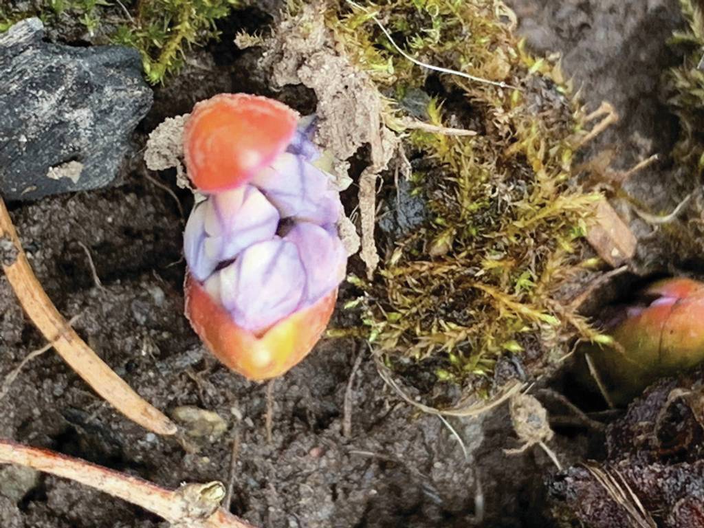 Promises, promises, the Kachemak Gardener writes of shoots and buds blooming on April 12, 2020, in her Homer, Alaska, garden. (Photo by Rosemary Fitzpatrick)