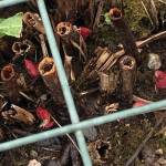 Promises, promises, the Kachemak Gardener writes of shoots and buds blooming on April 12, 2020, in her Homer, Alaska, garden. (Photo by Rosemary Fitzpatrick)