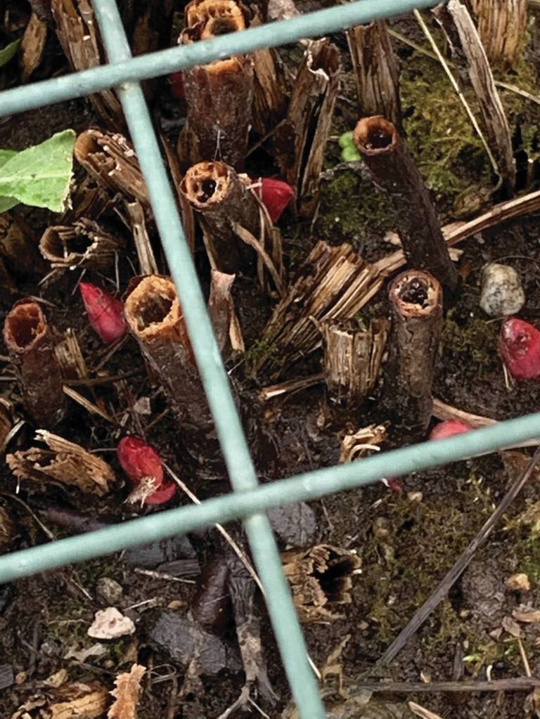 Promises, promises, the Kachemak Gardener writes of shoots and buds blooming on April 12, 2020, in her Homer, Alaska, garden. (Photo by Rosemary Fitzpatrick)