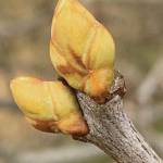 Promises, promises, the Kachemak Gardener writes of shoots and buds blooming on April 12, 2020, in her Homer, Alaska, garden. (Photo by Rosemary Fitzpatrick)