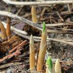 Kachemak Gardener: Don’t be daunted by your vegetable garden