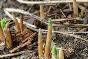 Kachemak Gardener: Don’t be daunted by your vegetable garden