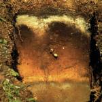 Mutnala soils are Spodosols, which are probably among the most photogenic of soil orders. (Photo courtesy Doug Van Patten)