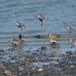 Dunlins, western sandpipers and a dowitcher feed on Saturday, May 2, 2020, on the Homer Spit near Green Timbers in Homer, Alaska. (Photo by Michael Armstrong/Homer News)